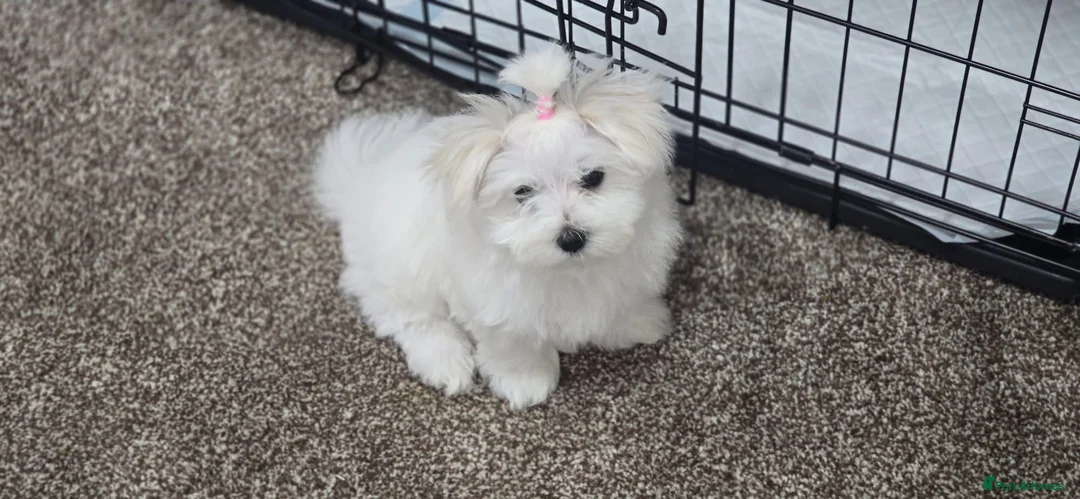 Maltese dogs for sale: Beautiful miniature female - Advert 1