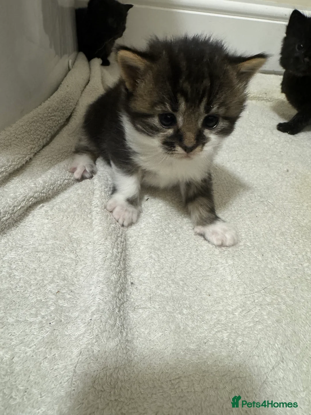 Mixed Breed cats for sale: Mixed breed kittens  - Advert 2