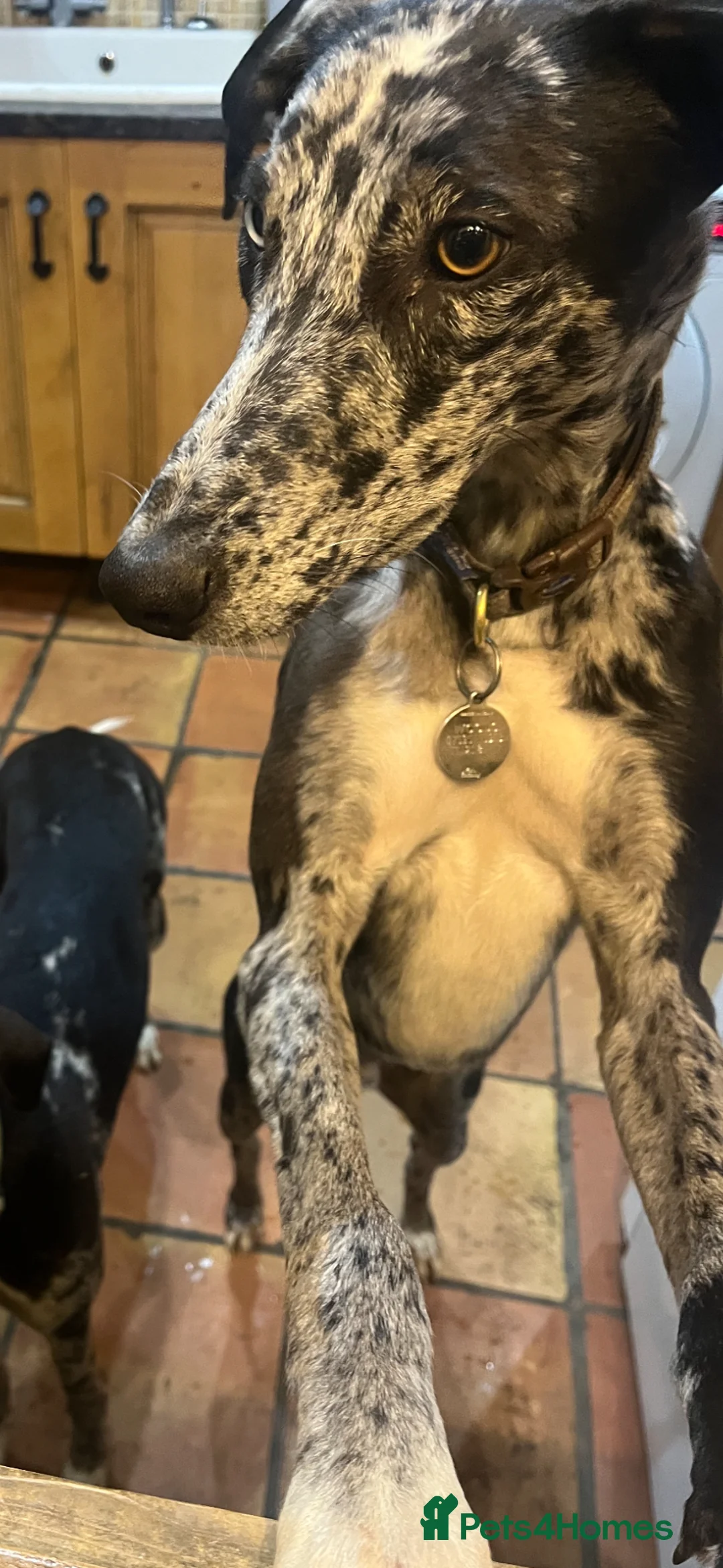 Mixed Breed dogs for sale: Beautiful 1.5 yrs neutered whippet-saluki cross - Advert 2