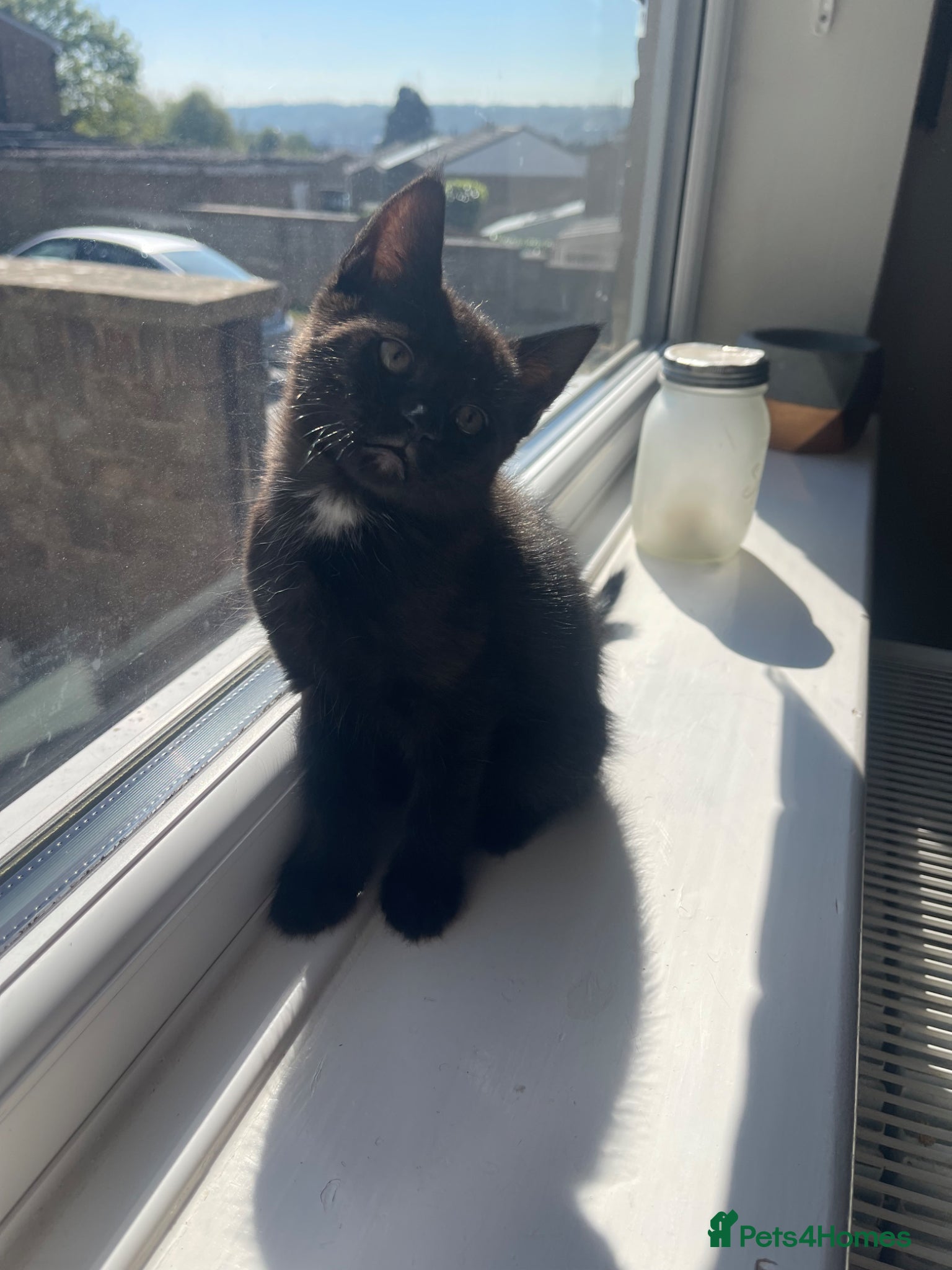 Mixed Breed cats ONE GIRL LEFT KITTENS  - Advert 5