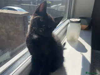 Mixed Breed cats ONE GIRL LEFT KITTENS - Advert 5