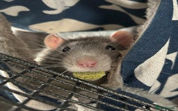 Rat rodents for sale: Brother rats - cuddly and cute - kid handled - Advert 2