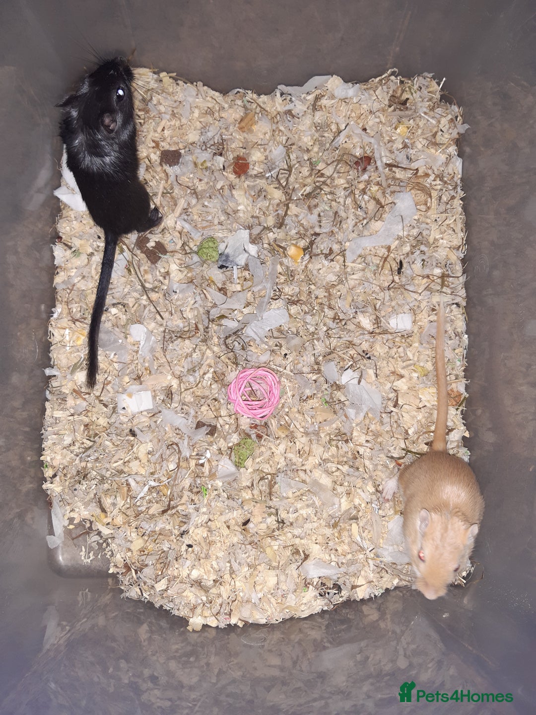 Gerbil rodents for sale: Super friendly gerbils from hobby breeder  - Advert 37