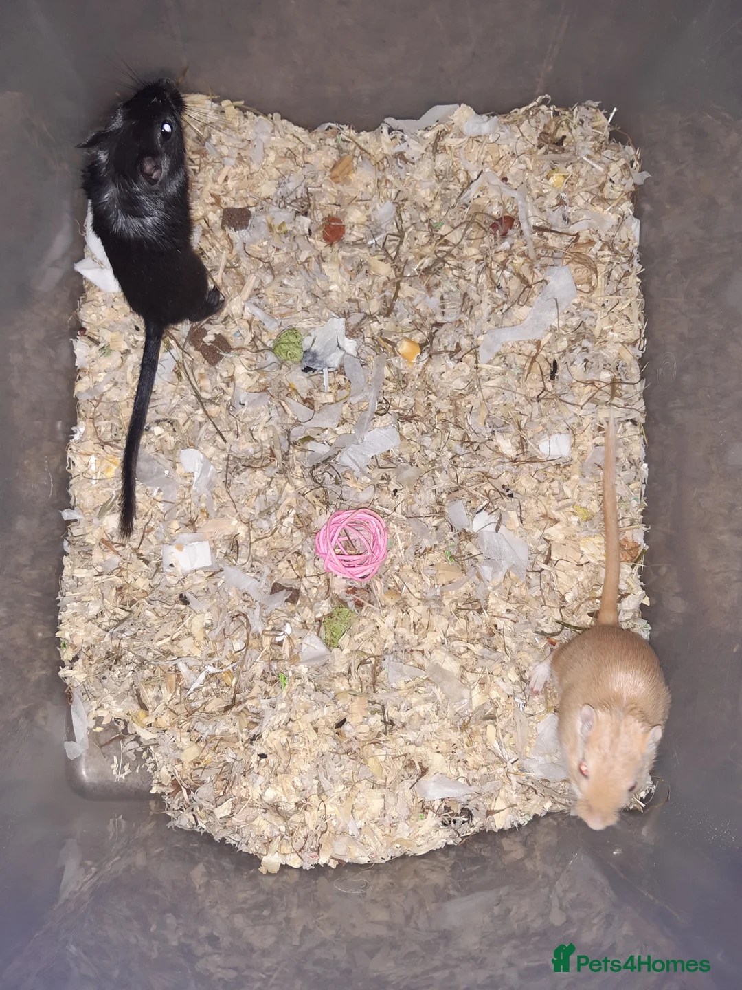 Gerbil rodents for sale: Super friendly gerbils from hobby breeder  - Advert 37