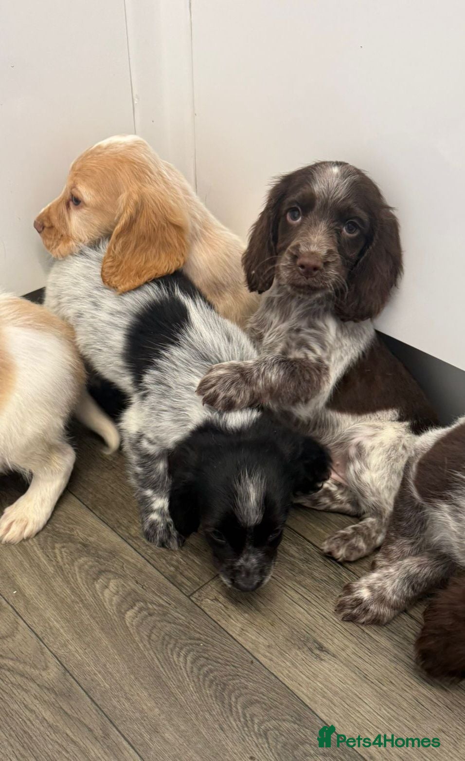 Cocker Spaniel dogs Kc reg cocker spaniel puppies - Advert 1