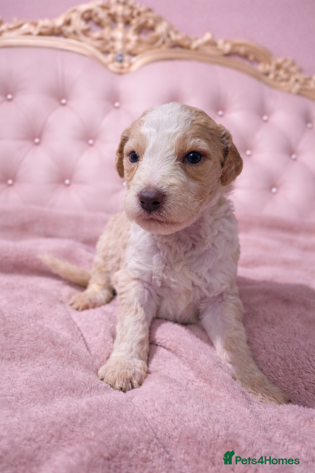Standard Poodle dogs TUXEDO AND (tuxedo gene) Standard Poodle Puppies - Advert 4