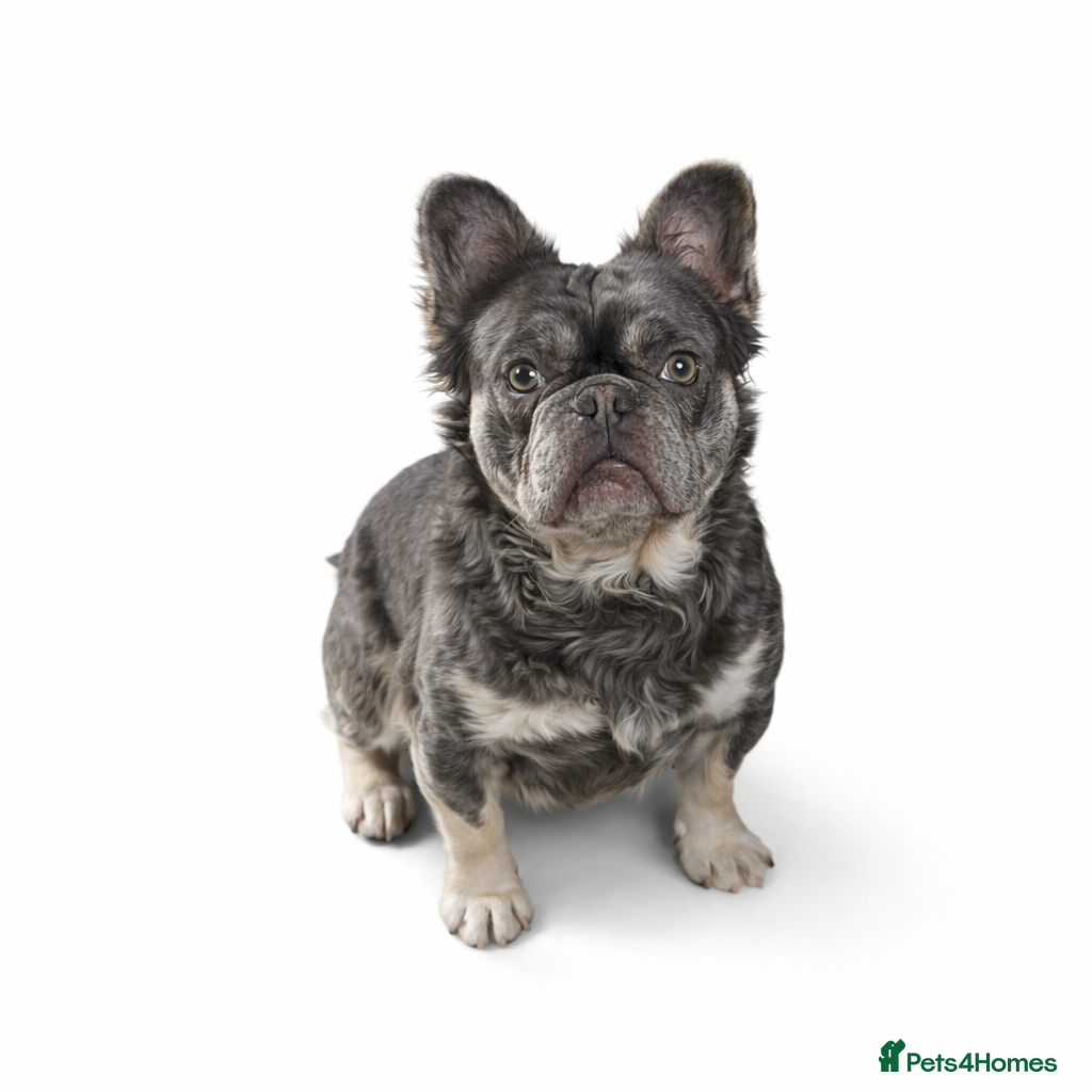 French Bulldog dogs French bulldogs fully fluffy  - Advert 12