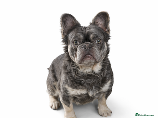 French Bulldog dogs French bulldogs fully fluffy male - Advert 12