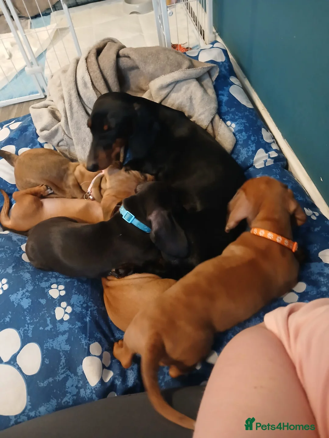 Miniature Dachshund dogs for sale: Beautiful miniature red dapple dauchaund  - Advert 9