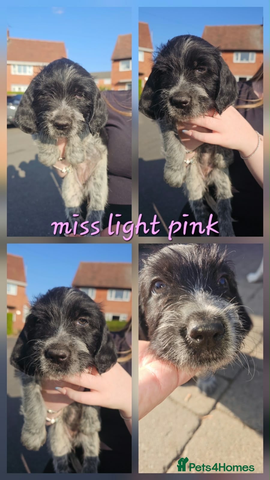 Mixed Breed dogs Mongrel pups - Advert 2