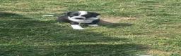Mixed Breed dogs for sale: READY NOW 2 boys Sprollie x Dalmatian pups - Advert 19