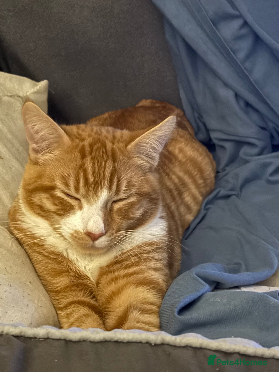 Mixed Breed cats for sale: Ginger male called Pheonix  - Image 2