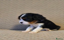 Cavalier King Charles Spaniel dogs for sale: Gorgeous KC Reg Cavalier Puppies  - Image 21