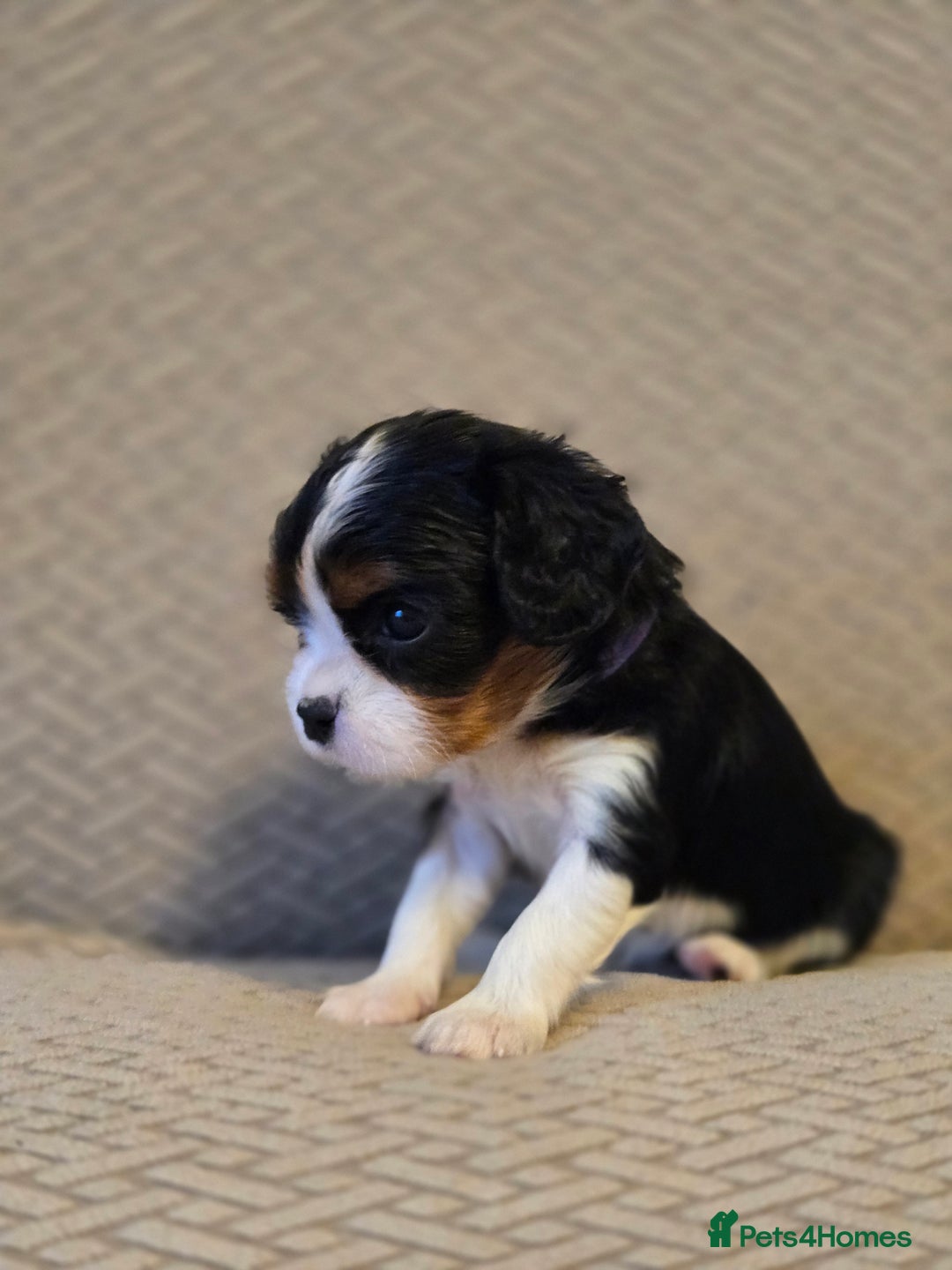 Cavalier King Charles Spaniel dogs for sale: Gorgeous KC Reg Cavalier Puppies  - Image 21