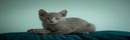Russian Blue cats for sale: TICA Reg Boutique Russian Blue Kittens  - Advert 10