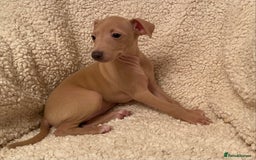 Italian Greyhound dogs for sale: ITALIAN GREYHOUND PUPPIES  - Advert 20