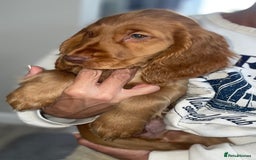 Cocker Spaniel dogs for sale: 1 Simply gorgeous Male Cocker Spaniel left 🐶⭐️🐶 - Image 18