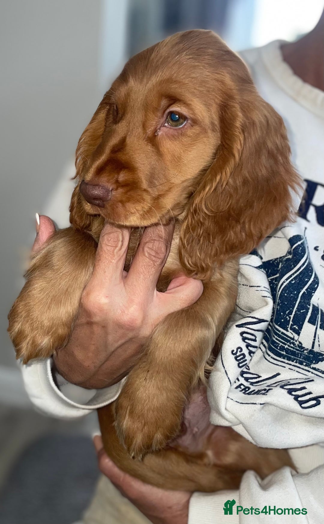 Cocker Spaniel dogs for sale: 1 Simply gorgeous Male Cocker Spaniel left 🐶⭐️🐶 - Image 18