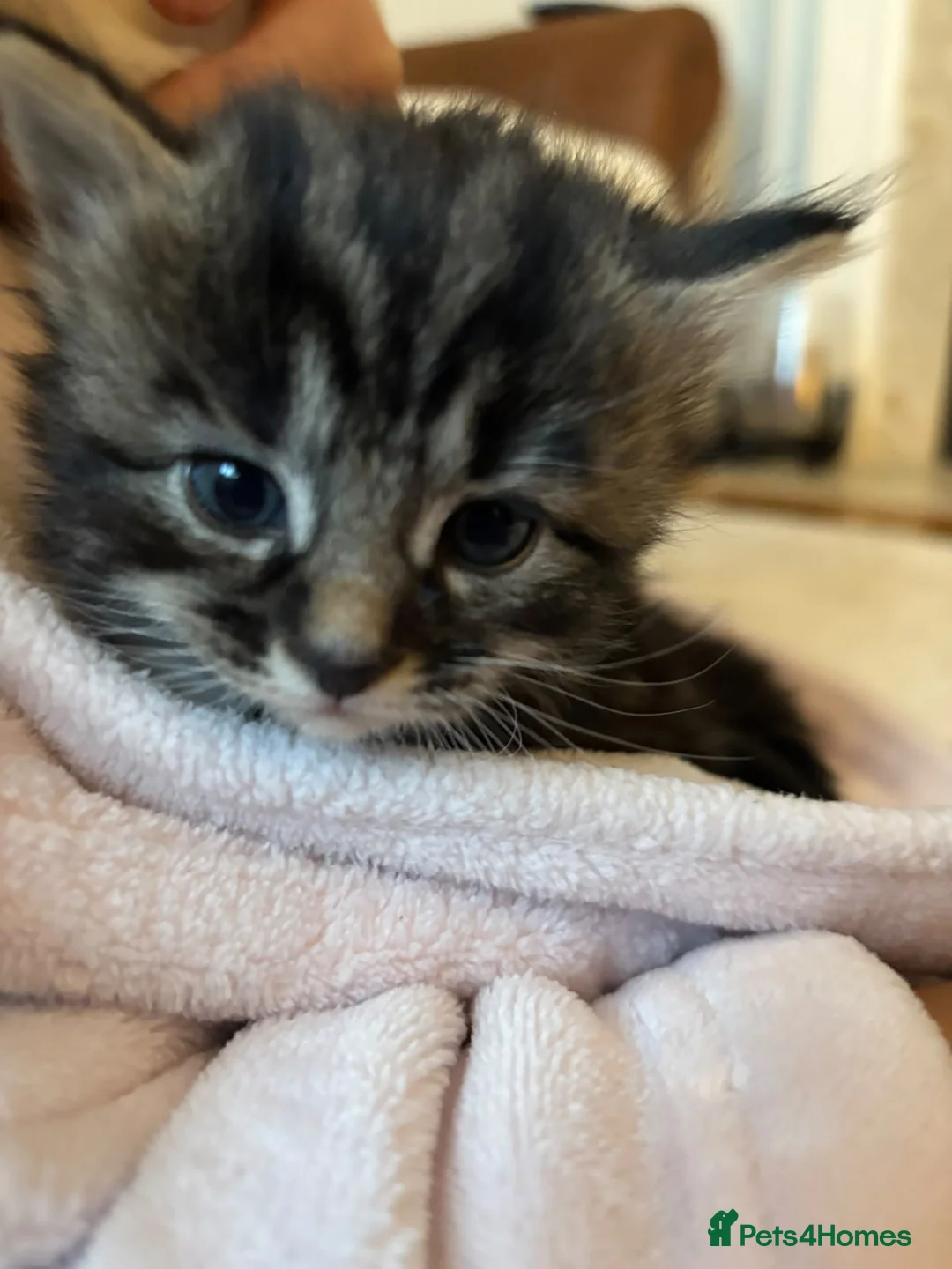 Mixed Breed cats for sale:  Beautiful Kittens Looking for a Forever Homes 🐾 - Advert 21