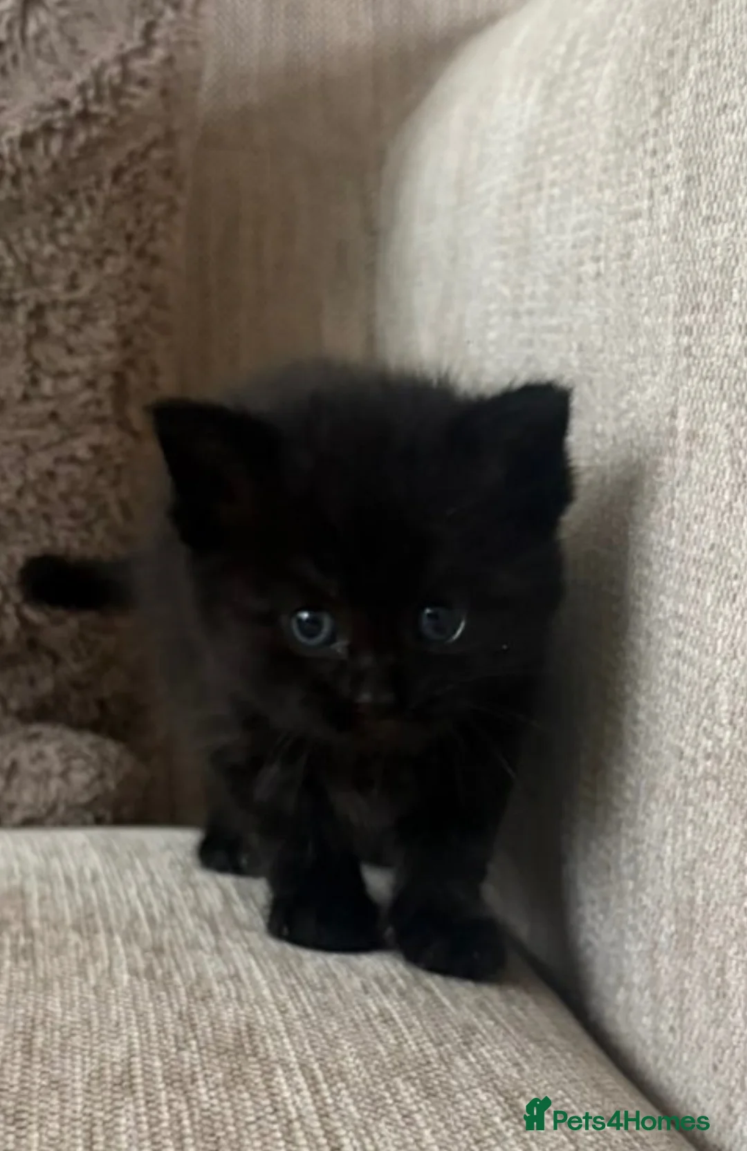 Mixed Breed cats for sale: Female Kitten - Advert 1