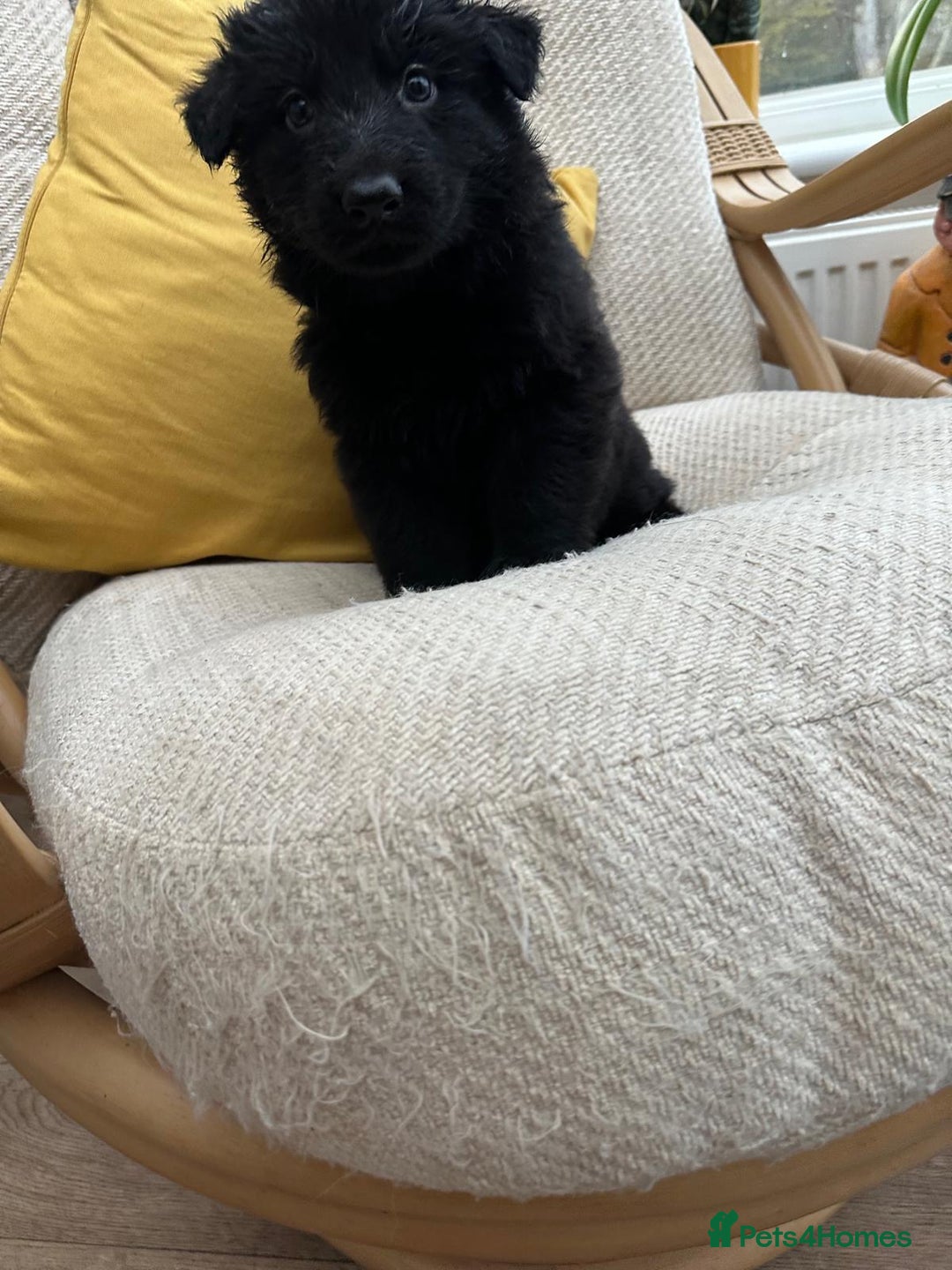 German Shepherd dogs for sale: GSD puppies - Advert 20