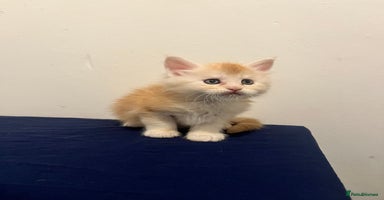 Maine Coon cats - Advert 6