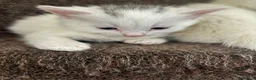 Turkish Van cats for sale: White kittens - Advert 3