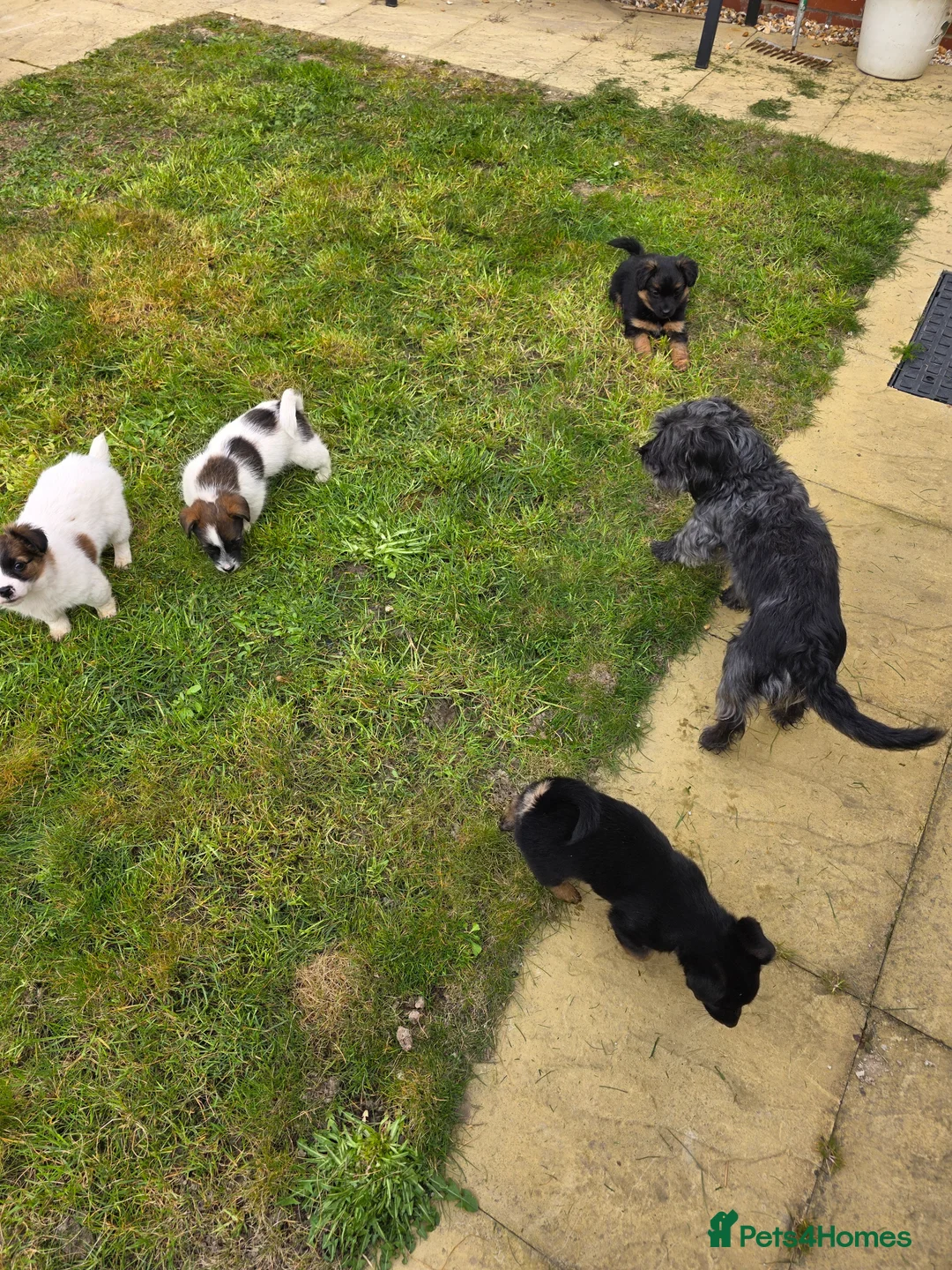 Mixed Breed dogs for sale: Jack Russell cross puppies in Chichester - Advert 2