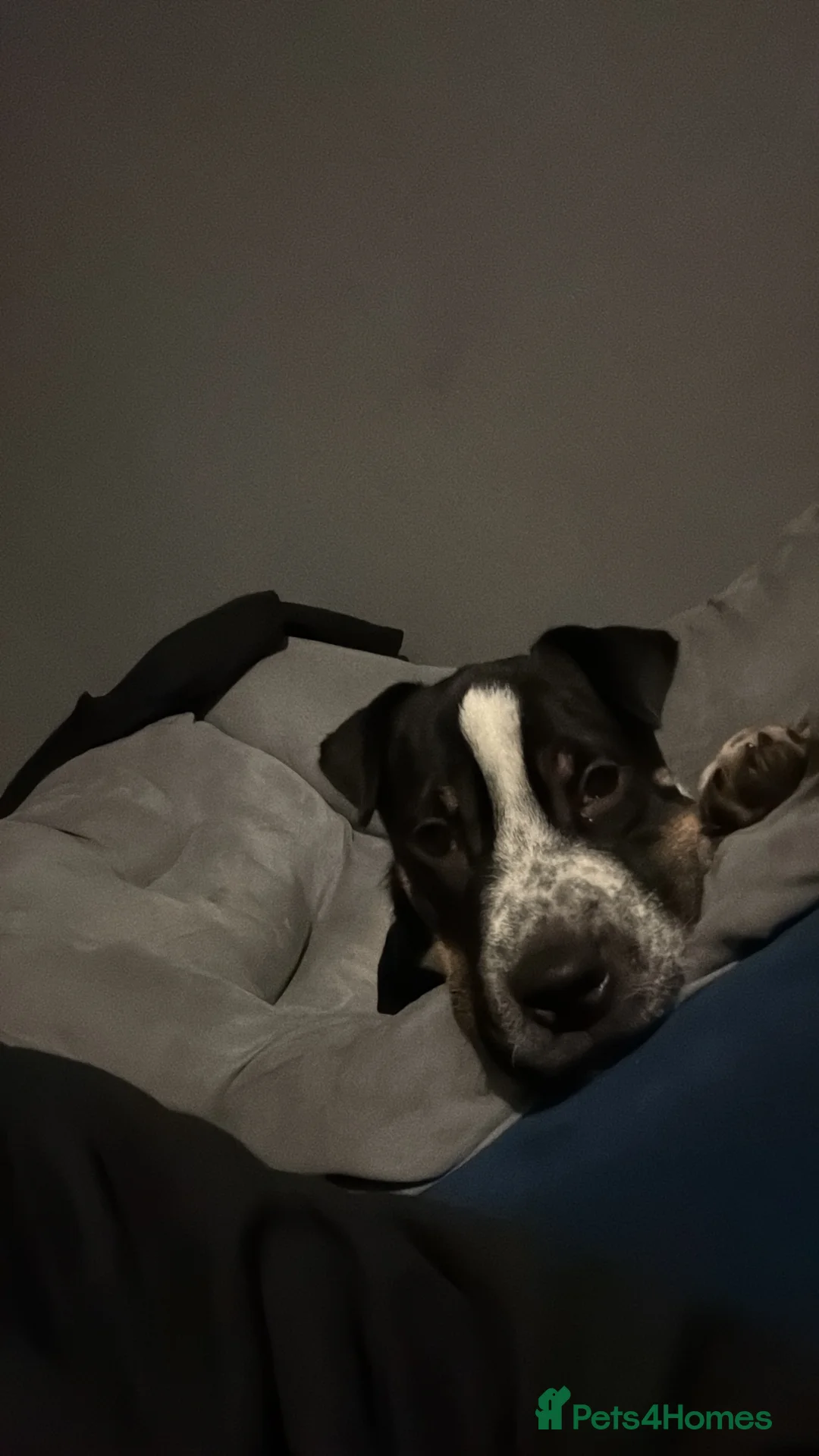 Mixed Breed dogs for sale: Female puppy  - Advert 5