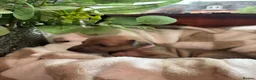 Italian Greyhound dogs for sale: KC registered Beautiful pups - Advert 19