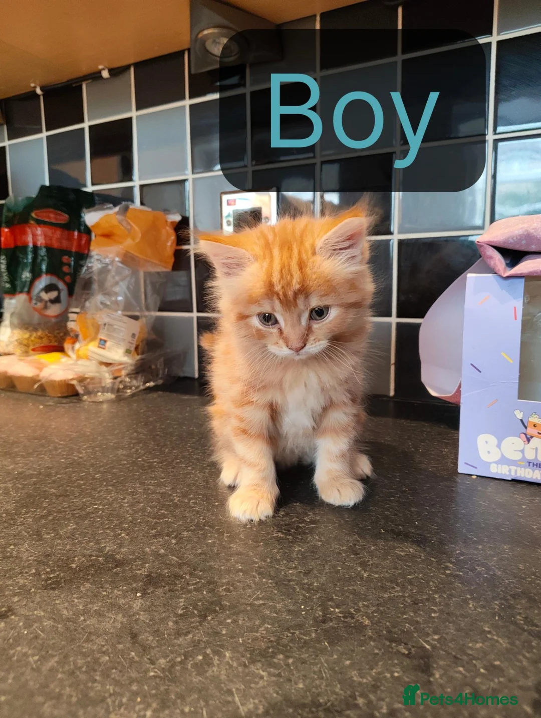 British Shorthair cats for sale: New born BLH/BSH - Advert 1