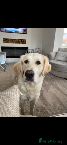 Golden Retriever dogs - Advert 5