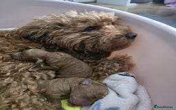 Cockapoo dogs for sale: F2 miniature stunning Cockapoos. - Advert 5