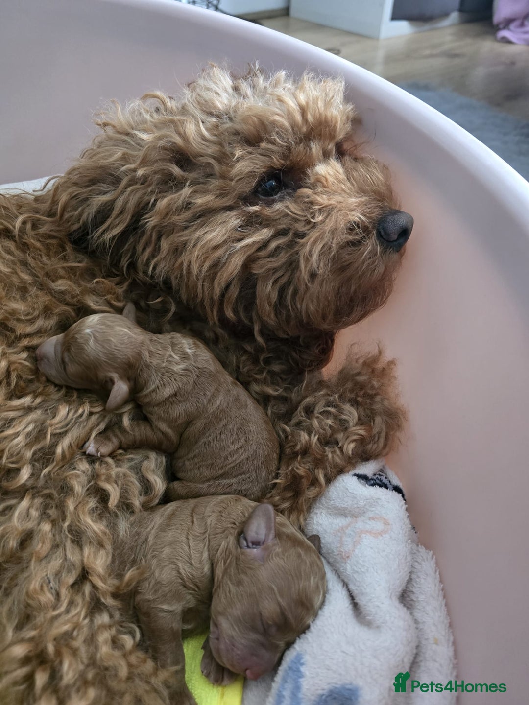 Cockapoo dogs for sale: F2 miniature stunning Cockapoos. - Advert 5