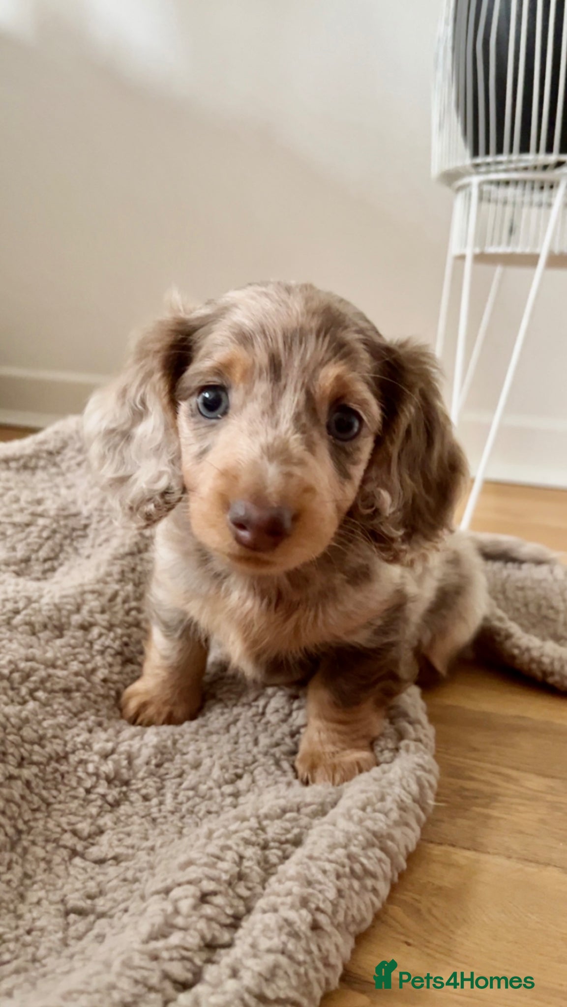 Miniature Dachshund dogs for stud: Dobby £0 - Advert 2