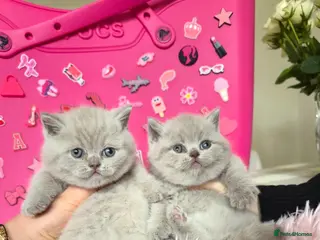 British Shorthair cats Best Quality Clasic BSH BLUE KITTENS - Advert 9