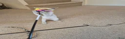 Burmese cats for sale: Gorgeous Pedigree Burmese Kittens - Advert 17