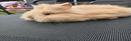 Lionhead rabbits for sale: Purebred doublemane lionhead babies in Wellington - Advert 12