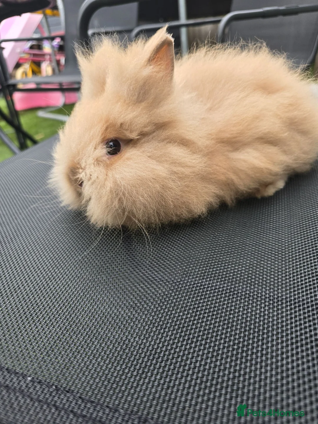 Lionhead rabbits for sale: Purebred doublemane lionhead babies in Wellington - Advert 12