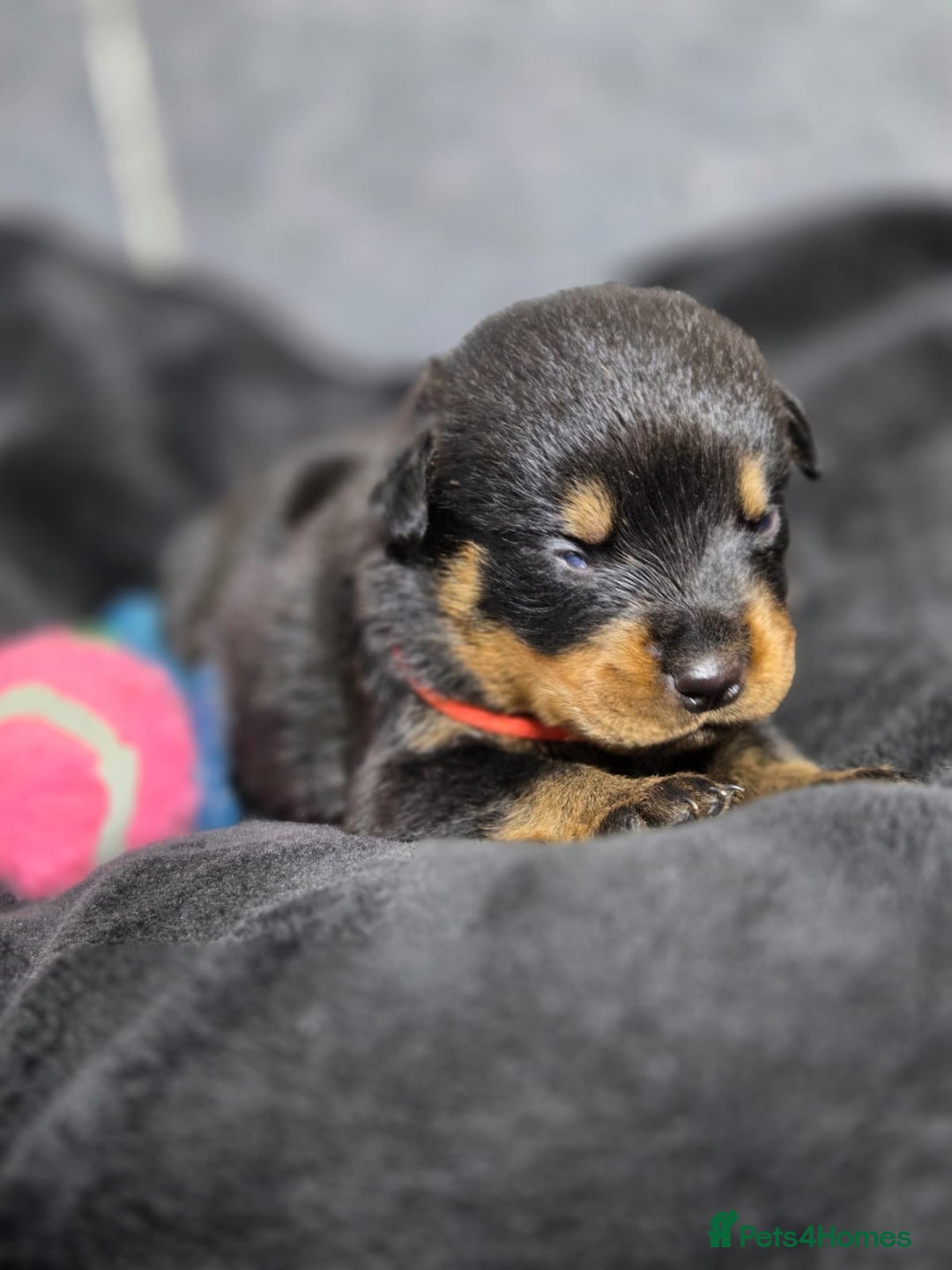 Rottweiler dogs for sale: Stunning Rottweiler pups - Advert 12