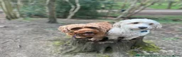 Cockapoo dogs for sale: Extensively Health Tested Parents! Beautiful! - Advert 27