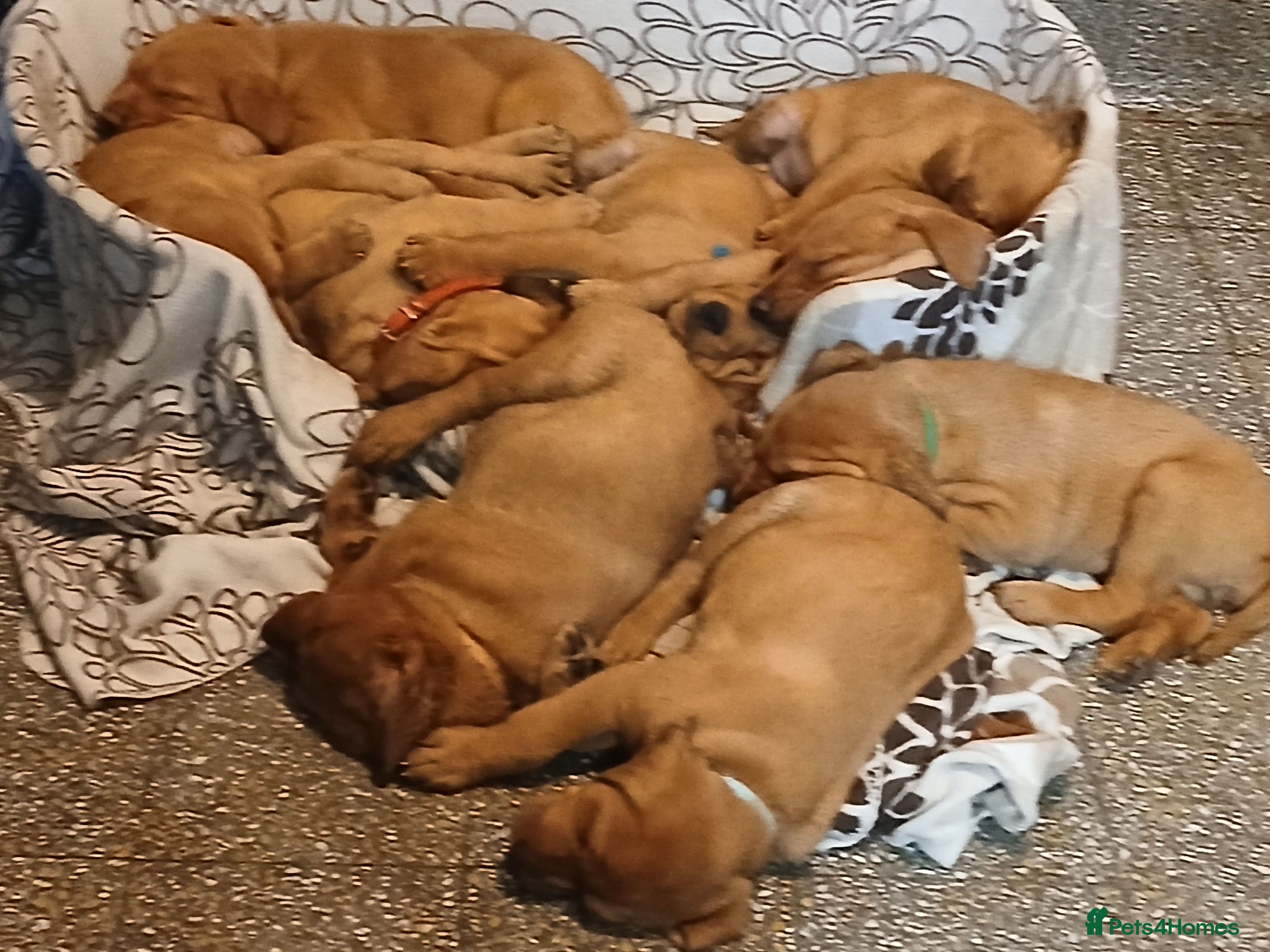 Labrador Retriever dogs Fox red labrador puppies - Advert 1