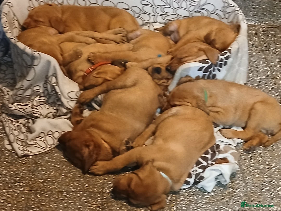 Labrador Retriever dogs for sale: Fox red labrador puppies - Advert 1