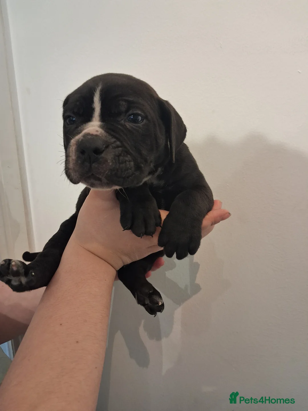 Mixed Breed dogs for sale: Alapaha Blue Blood Bulldog X Cane Corso Puppies  - Advert 20