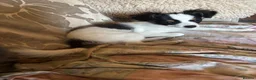 Chihuahua dogs for sale: Beautiful little boy Chihuahua  - Advert 4