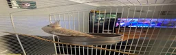 Cockatiels birds for sale: Cockatiel - Advert 4