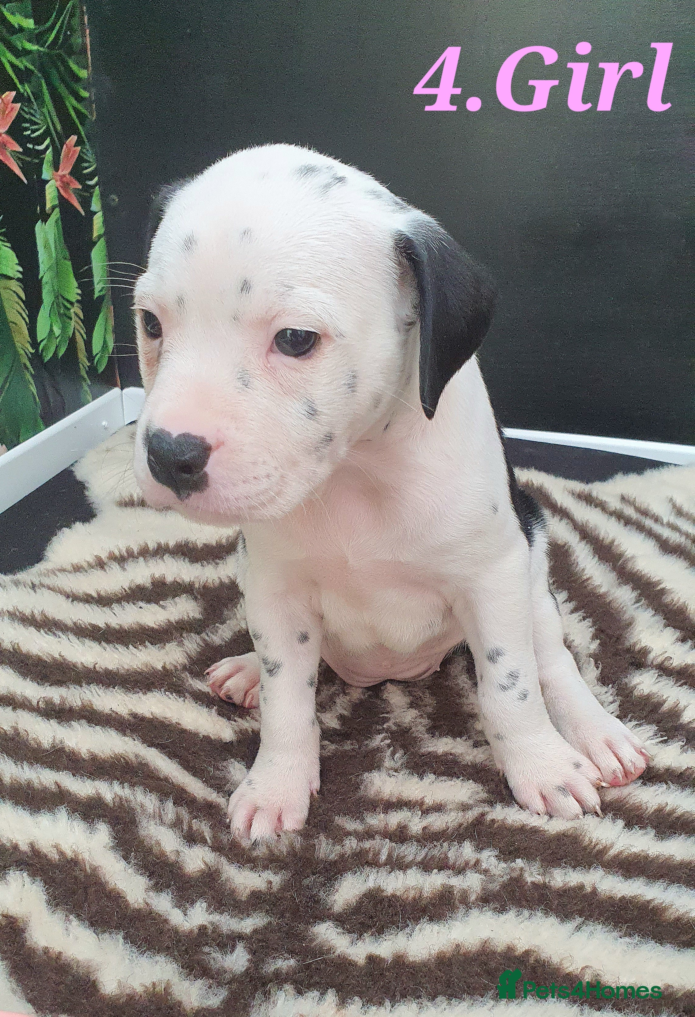 Mixed Breed dogs 5 Beautiful British cross American Staff pups - Advert 1