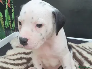 Mixed Breed dogs 5 Beautiful British cross American Staff pups - Advert 6