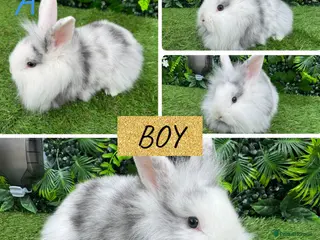 Mini Lop rabbits Last lion head baby - Advert 8