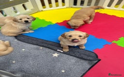 Golden Retriever dogs for sale: Pick of the litter! Chunky Golden Retriever Male - Image 6